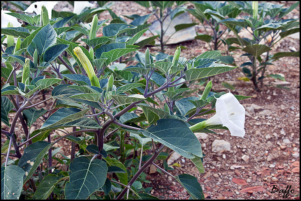 Datura inoxia